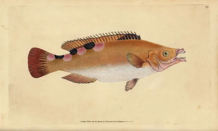 Framed Print : Cuckoo wrasse, Labrus mixtus Framed Print : Cuckoo wrasse, Labrus mixtus