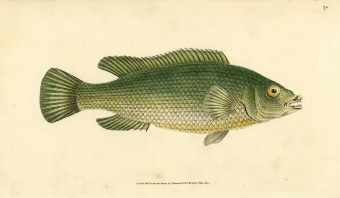 Framed Print : Cuckoo wrasse, Labrus mixtus Framed Print : Cuckoo wrasse, Labrus mixtus