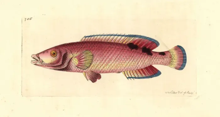 Framed Print : Cuckoo wrasse, Labrus mixtus Framed Print : Cuckoo wrasse, Labrus mixtus