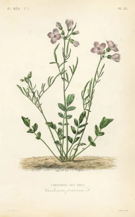 Framed Print : Cuckooflower, Cardamine pratensis Framed Print : Cuckooflower, Cardamine pratensis