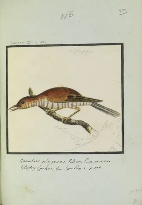 Framed Print : Cuculous plagosus, Latham Collection, Vol. 2 Framed Print : Cuculous plagosus, Latham Collection, Vol. 2