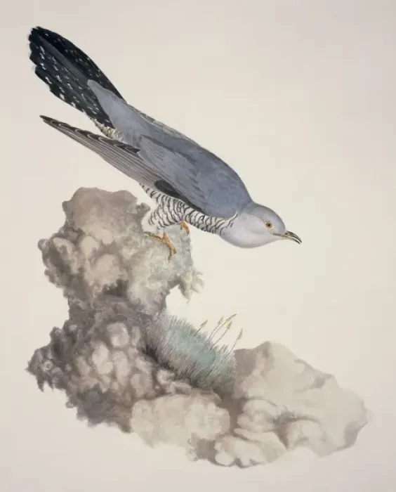 Framed Print : Cuculus canorus, common cuckoo Framed Print : Cuculus canorus, common cuckoo