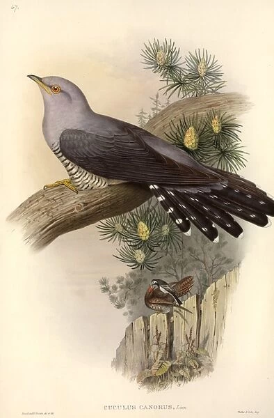 Cuculus canorus, common cuckoo