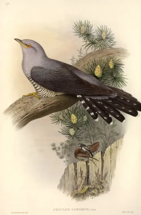 Framed Print : Cuculus canorus, common cuckoo Framed Print : Cuculus canorus, common cuckoo