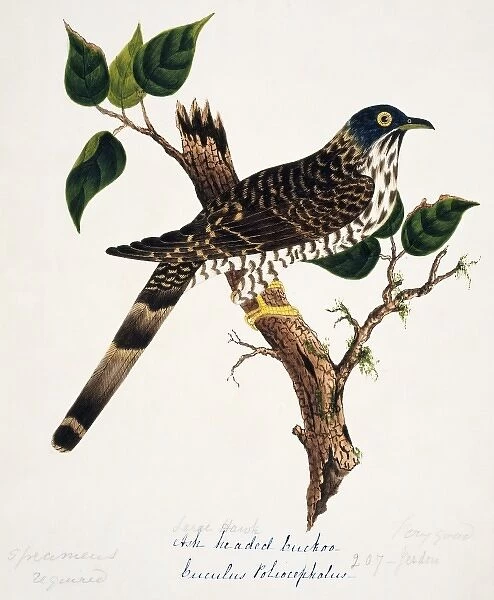 Cuculus sparverioides, large hawk-cuckoo