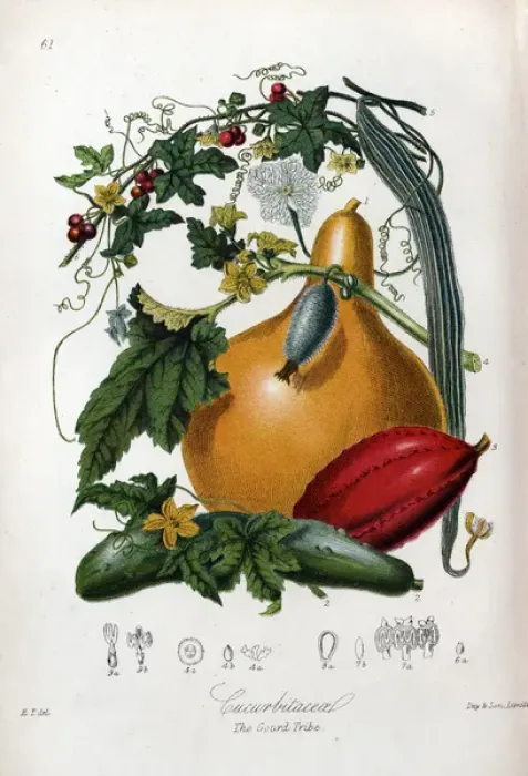 Framed Print : Cucurbitaceae - Gourd Framed Print : Cucurbitaceae - Gourd