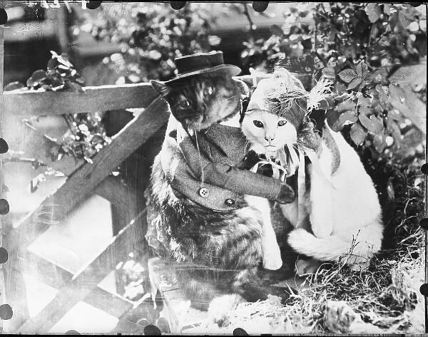 Cuddling Cat Couple. A cat husband and wife cuddling up together. Date: early 1930s