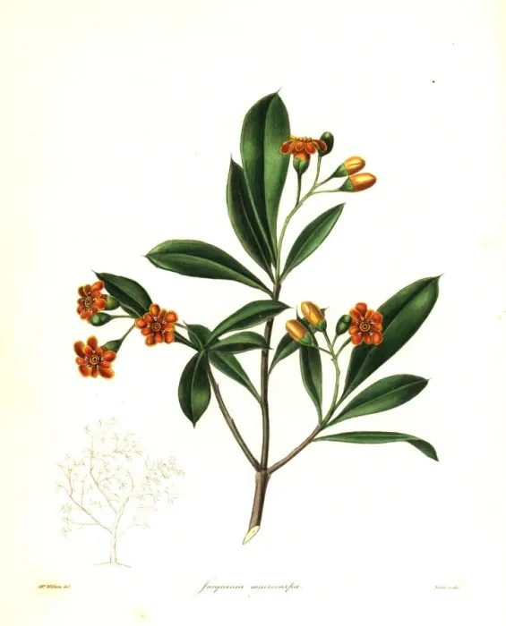 Framed Print : Cudjoe wood, Bonellia macrocarpa Framed Print : Cudjoe wood, Bonellia macrocarpa