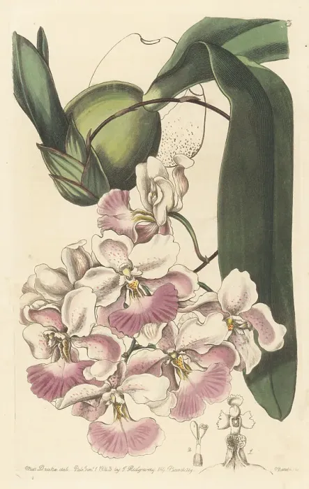 Framed Print : Cuitlauzina pendula orchid Framed Print : Cuitlauzina pendula orchid