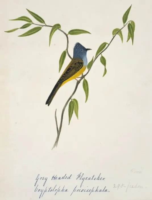 Framed Print : Culicicapa ceylonensis, grey-headed canary-flycatcher Framed Print : Culicicapa ceylonensis, grey-headed canary-flycatcher