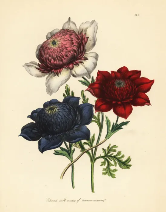 Framed Print : Cultivated double varieties of poppy anemone Framed Print : Cultivated double varieties of poppy anemone