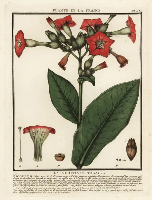 Framed Print : Cultivated tobacco, Nicotiana tabacum Framed Print : Cultivated tobacco, Nicotiana tabacum