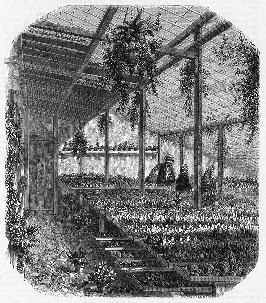 Cultivating cacti, Paris 1857