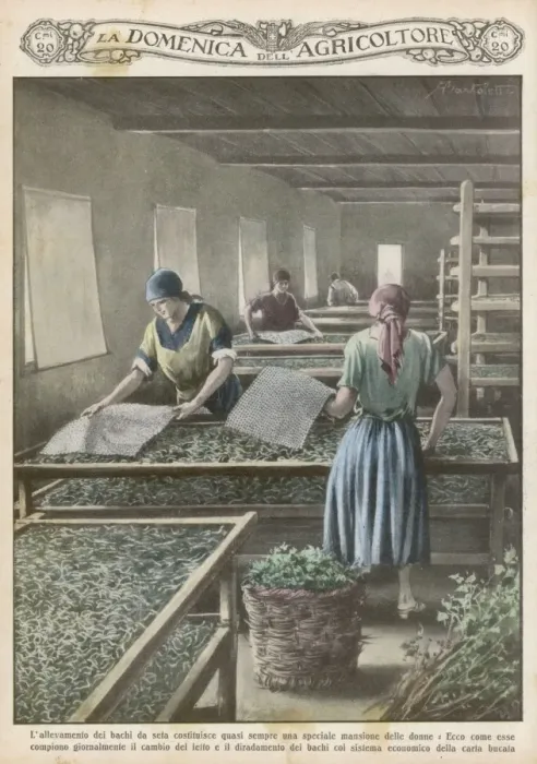 Framed Print : Cultivating Silk Worms Framed Print : Cultivating Silk Worms