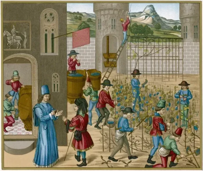 Framed Print : Cultivating Wine Framed Print : Cultivating Wine
