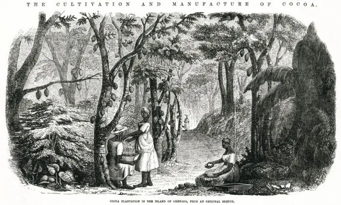 Framed Print : Cultivation and manufacture of cocoa 1855 Framed Print : Cultivation and manufacture of cocoa 1855