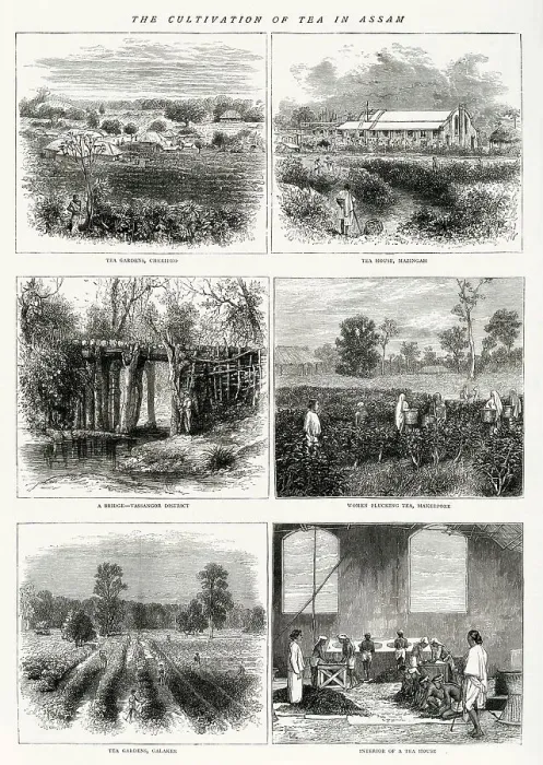 Framed Print : The cultivation of tea in Assam, India. Images show the tea gardens of Cheridao, a tea house in Manzingah, a bridge, Massingor district, women plucking tea in Mackeepore, tea gardens at Galakee and inside a tea house. Date: 1875 Framed Print : The cultivation of tea in Assam, India. Images show the tea gardens of Cheridao, a tea house in Manzingah, a bridge, Massingor district, women plucking tea in Mackeepore, tea gardens at Galakee and inside a tea house. Date: 1875