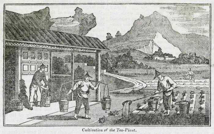 Framed Print : Cultivation of the tea plant, China Framed Print : Cultivation of the tea plant, China