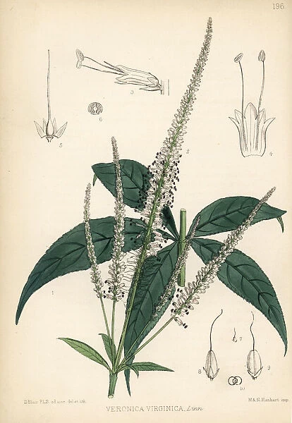 Culvers root or blackroot, Veronicastrum virginicum