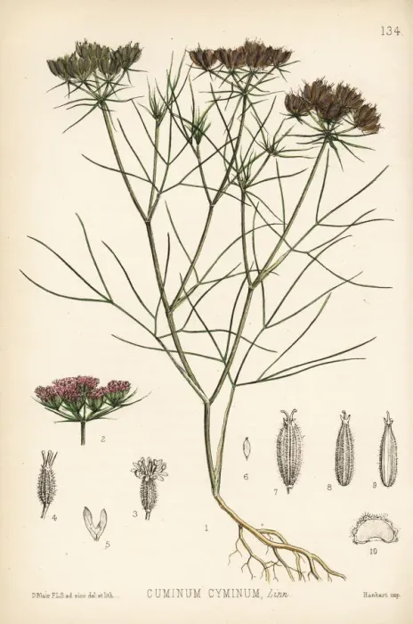 Framed Print : Cumin, Cuminum cyminum Framed Print : Cumin, Cuminum cyminum