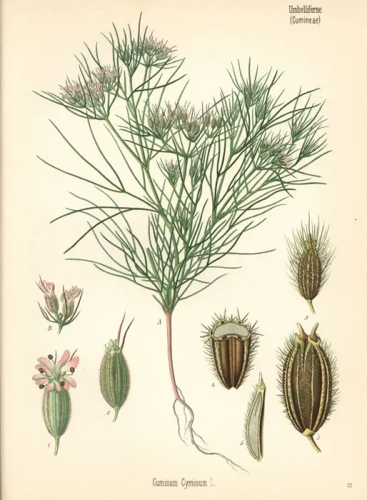 Framed Print : Cumin, Cuminum cyminum Framed Print : Cumin, Cuminum cyminum