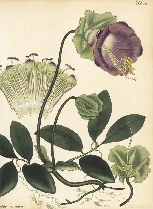 Framed Print : Cup-and-saucer vine, Cobaea scandens Framed Print : Cup-and-saucer vine, Cobaea scandens