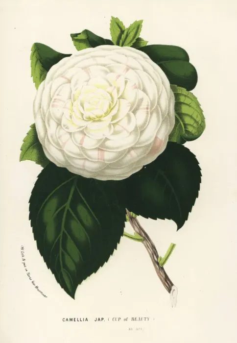 Framed Print : Cup of Beauty, hybrid camellia, Camellia japonica Framed Print : Cup of Beauty, hybrid camellia, Camellia japonica