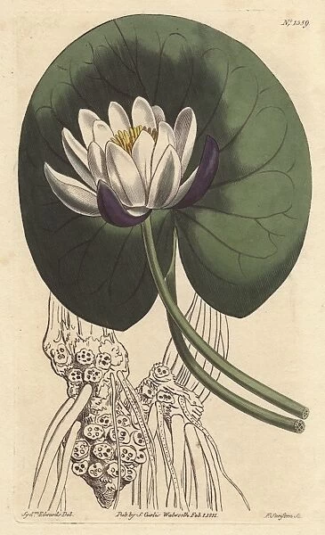 Cup-flowered water lily with large white flower