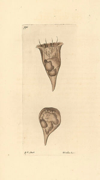 Cup vorticella, Vorticella cyathus, ciliate protozoan