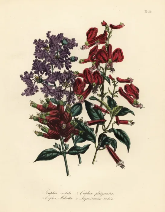 Framed Print : Cuphea and Lagerstroemia species Framed Print : Cuphea and Lagerstroemia species