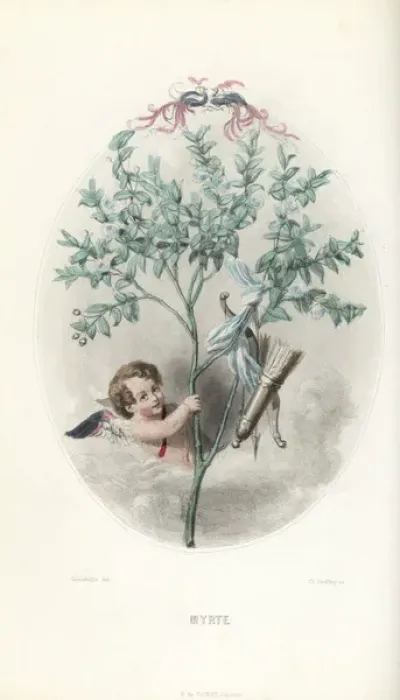 Framed Print : Cupid hiding in a myrtle bush, Myrtus communis Framed Print : Cupid hiding in a myrtle bush, Myrtus communis