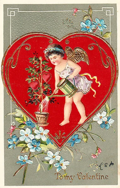 Cupid watering red hearts on a Valentine postcard