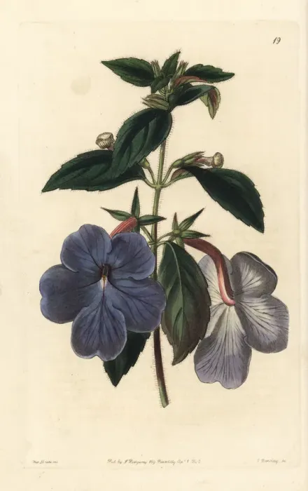 Framed Print : Cupids bow, Achimenes longiflora Framed Print : Cupids bow, Achimenes longiflora