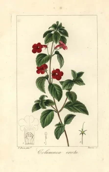 Framed Print : Cupids bower, Achimenes erecta Framed Print : Cupids bower, Achimenes erecta