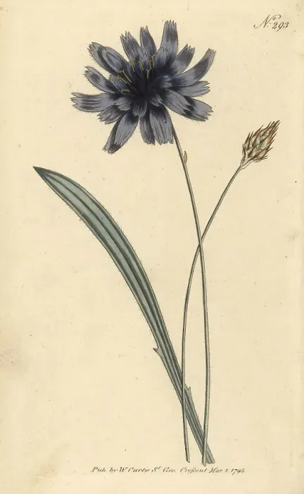 Framed Print : Cupid's dart, Catananche caerulea Framed Print : Cupid's dart, Catananche caerulea