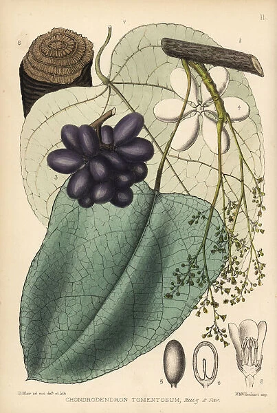 Curare, Chondrodendron tomentosum