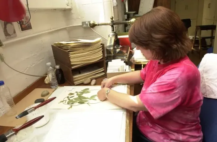 Framed Print : Curator working in Botany Department Framed Print : Curator working in Botany Department