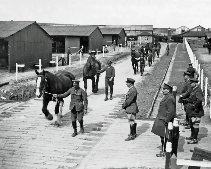 Framed Print : Cured horses leaving a depot, Western Front, WW1 Framed Print : Cured horses leaving a depot, Western Front, WW1