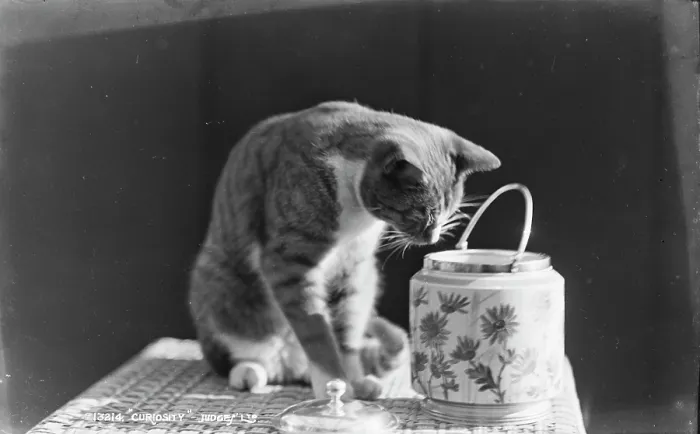 Framed Print : Curiosity. This black and white image features a curious cat leaning over a decorative jar Framed Print : Curiosity. This black and white image features a curious cat leaning over a decorative jar