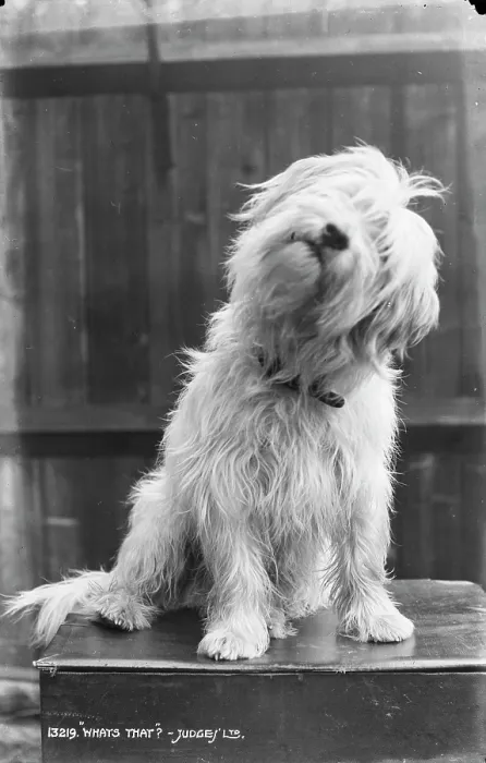 Framed Print : Curious Dog Framed Print : Curious Dog