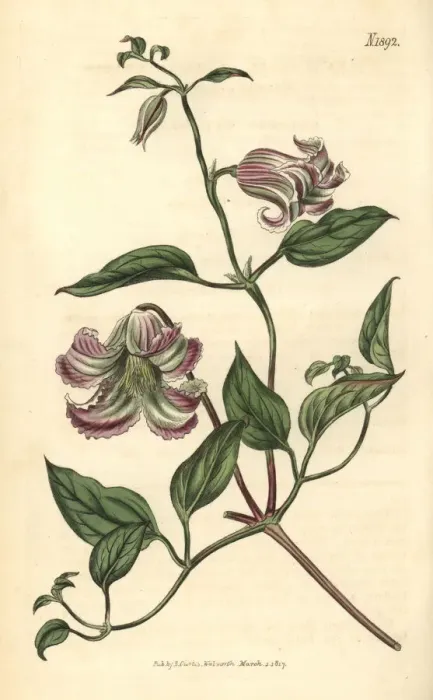 Framed Print : Curled-flowered virgins bower, Clematis crispa Framed Print : Curled-flowered virgins bower, Clematis crispa