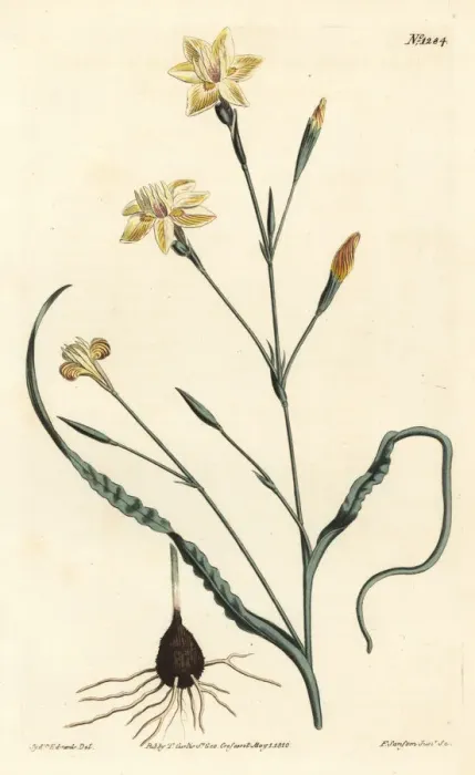 Framed Print : Curled leaved moraea, Moraea crispa Framed Print : Curled leaved moraea, Moraea crispa