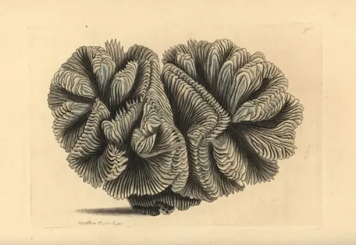 Framed Print : Curled madrepore or crested Indian coral, Madrepora Framed Print : Curled madrepore or crested Indian coral, Madrepora