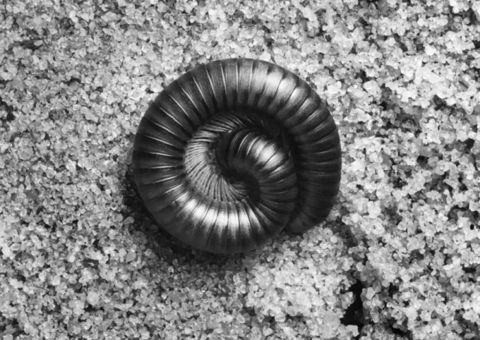 Framed Print : Curled Millipede Framed Print : Curled Millipede