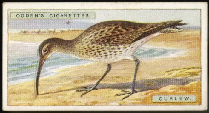 Framed Print : CURLEW / CIG. CARD / 1915 Framed Print : CURLEW / CIG. CARD / 1915