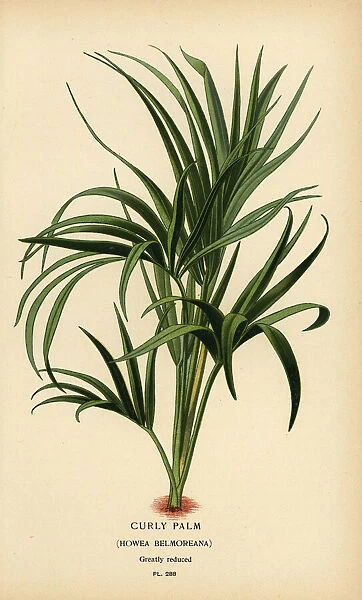 Curly palm, Howea belmoreana. Vulnerable