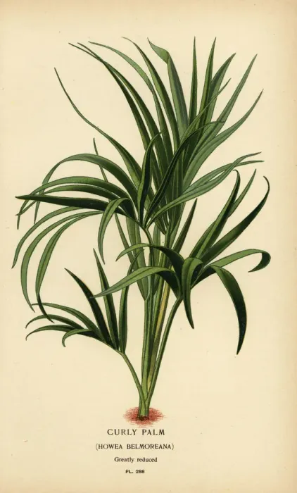 Framed Print : Curly palm, Howea belmoreana. Vulnerable Framed Print : Curly palm, Howea belmoreana. Vulnerable