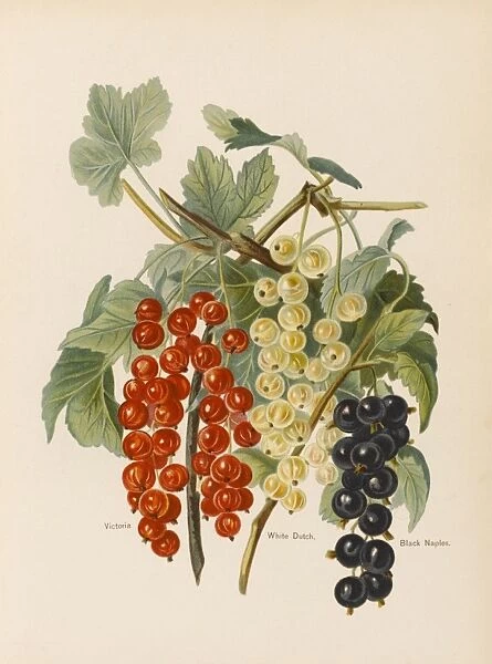 CURRANTS. Victoria (red currant) White Dutch Black Naples (black currant)