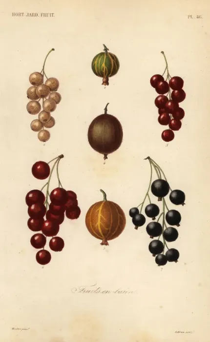 Framed Print : Currants and berries, fruits en baies Framed Print : Currants and berries, fruits en baies