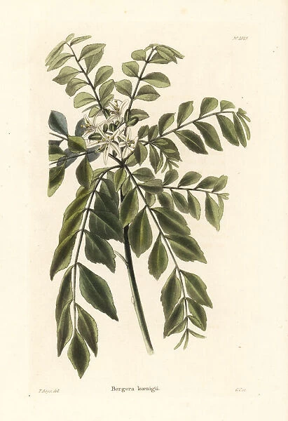 Curry tree or curry leaf tree, Murraya koenigii
